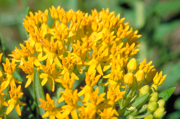 hello-yellow-butterfly-weed-v1-600x398__37566.1418123650.1280.1280