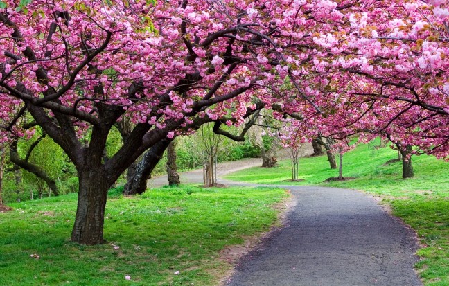 plantstore-flowering-cherry-blossom